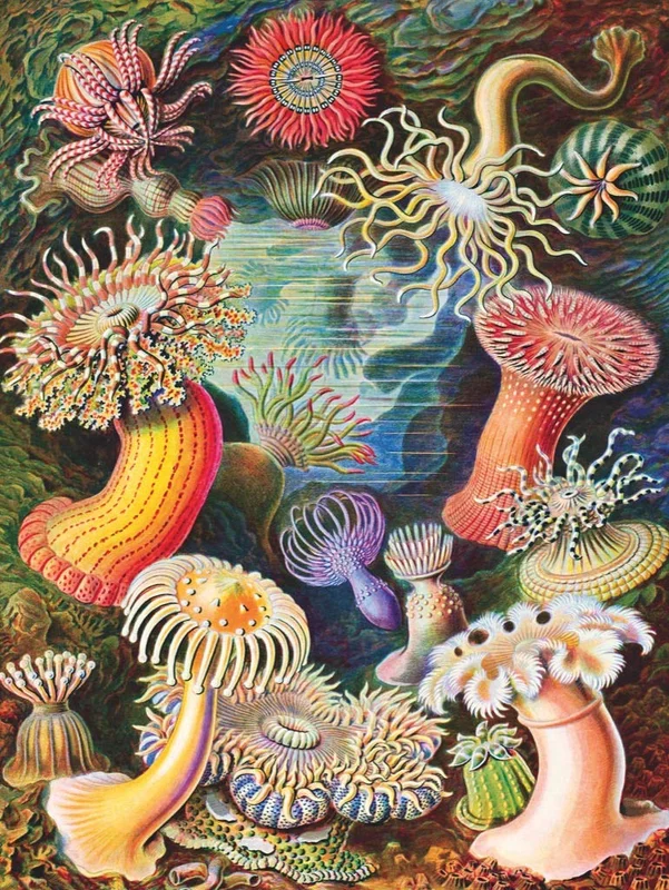toytooth62226282